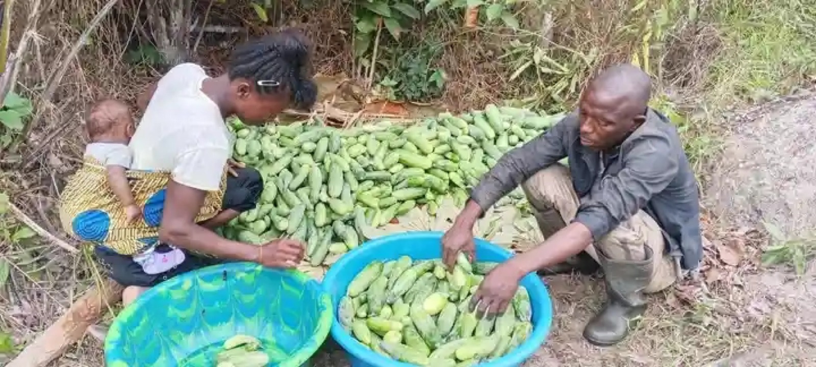 Successful harvest