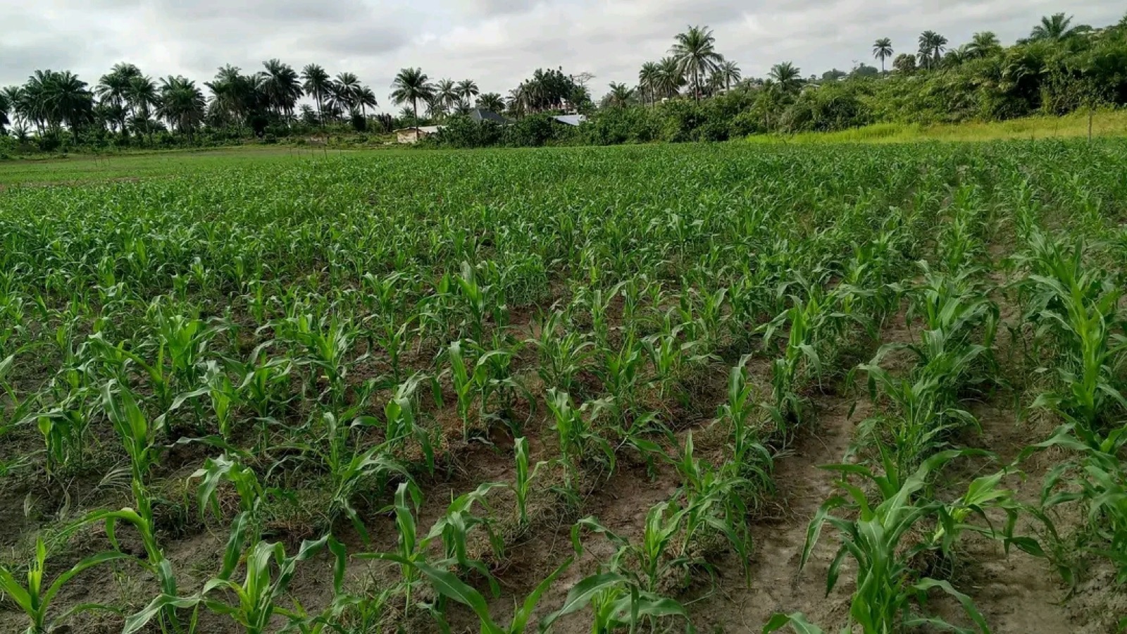 Farmer in field