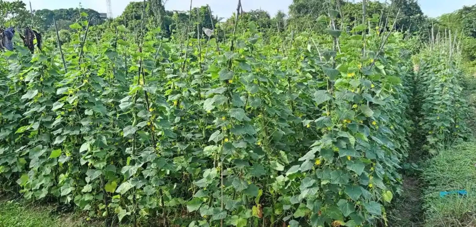 Community farming