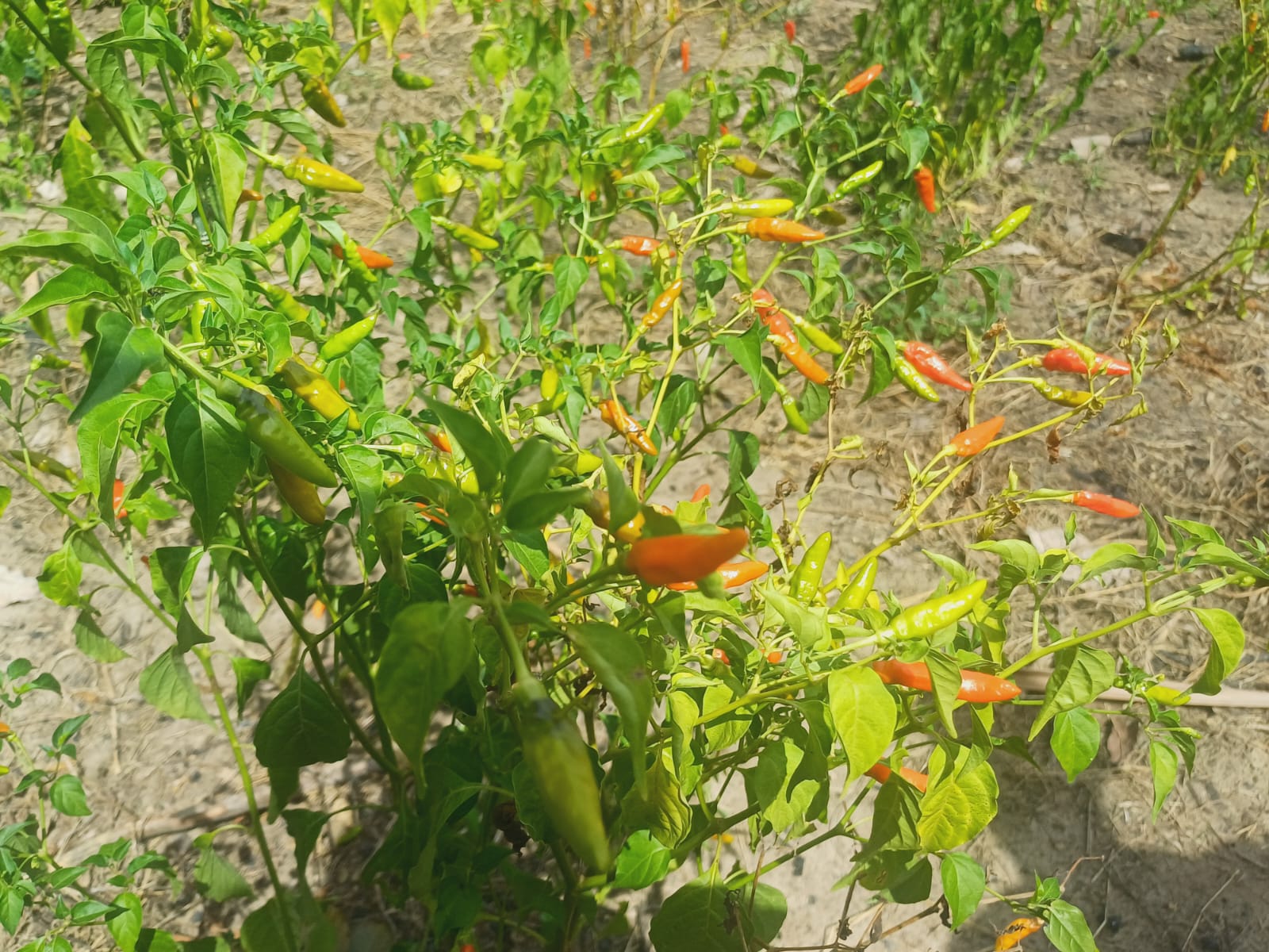 Farmer cooperative working together